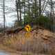 Illustration for article titled 2019-11-02 Drive Through Frontenac Provincial Park